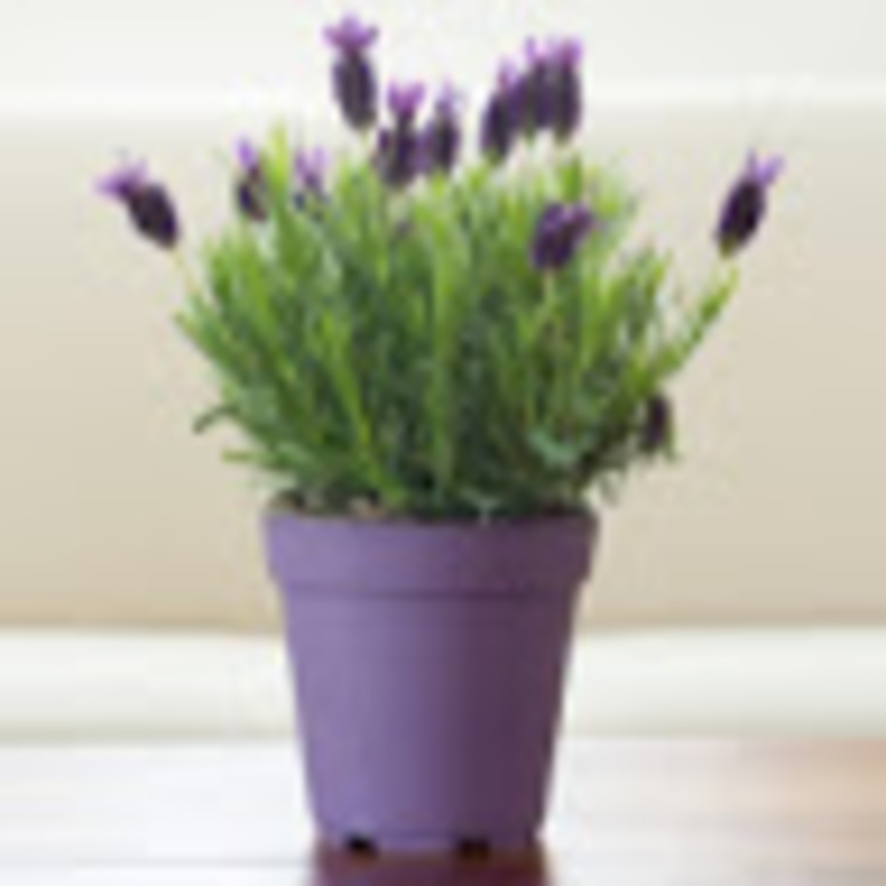 Meet your Posher, Lily